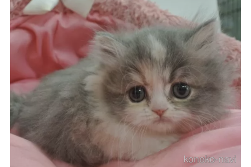 成約済の東京都のミヌエット-105277の2枚目